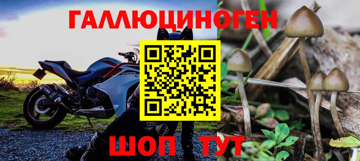 Псилоцибиновые грибы мицелий  Вход с VPN  Псилоцибиновые грибы GOLDEN TEACHER  Россия 